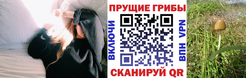 Купить  Коряжма  Псилоцибиновые грибы GOLDEN TEACHER 